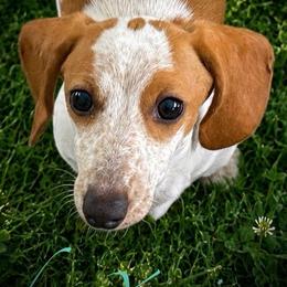 Xander - Dachshund