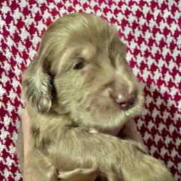 Peggy - Merle female Goldendoodle puppy in Tybee Island, Georgia from Castaway Doodles