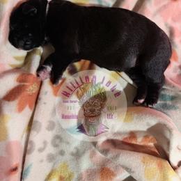Pink - Black female Cane Corso puppy in Stilwell, Oklahoma from Killing Joke Kennels