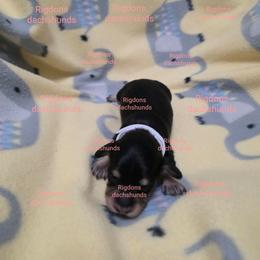 Black and cream girl - Black and cream female Dachshund puppy in Sour Lake, Texas from Rigdon's dachshunds