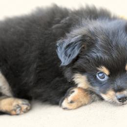 Miniature American Shepherd, Miniature Australian Shepherd, and Toy Australian Shepherd Puppies from Shooting Stars Ranch Toy and Mini Aussies