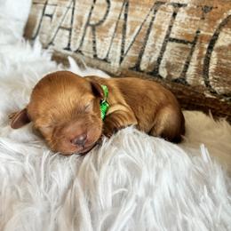 Woody - Red male Havapoo puppy in Marquand, Missouri from Perfectly Playful Doodles