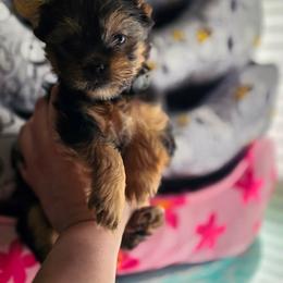 Black Collar Male - Black and tan male Yorkshire Terrier puppy in Montgomery County, Alabama from Alabama Yorkies of the South (Sierra’s Yorkshire Terrier Babies)
