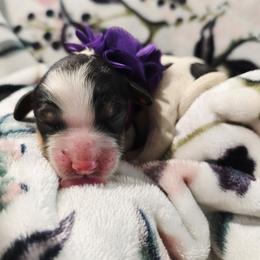 Petunia - Tri-color female Cavapoo puppy in Roseville, California from Heavenly Goldendoodles