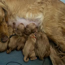 Girl 1 - Dark golden female Golden Retriever puppy in Lebanon, Oregon from Dark Goldens on Hilltop