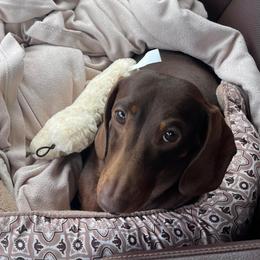 Margo - Chocolate and tan female Dachshund puppy in Toledo, Ohio from Baldox Dachshunds
