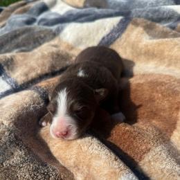 Luke - Red tri-color male Australian Shepherd puppy in Yelm, Washington from Country Rose Australian Shepherds