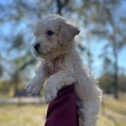 Cinnamon Toast Crunch - Cream male Goldendoodle puppy in Atlantic Beach, Florida from Glamorous Golden Doodles