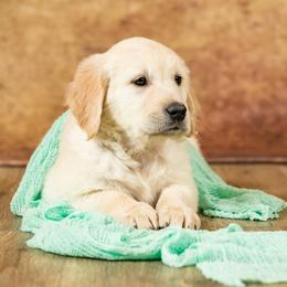 Golden Retriever Puppies from Golden Borealis