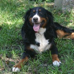 Buffy - Bernese Mountain Dog