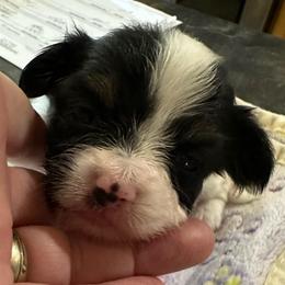 April S. - Black brown and white female Papillon puppy in Middleville, Michigan from Cheryl's Papillons