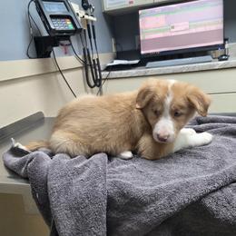 Maple - Sable merle female Border Collie puppy in Gary, Indiana from Lake Ridge Border Collies