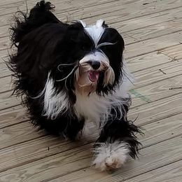 Fire - Tibetan Terrier