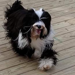 Fire - Tibetan Terrier