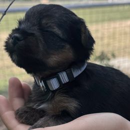 Romeo-Gray Collar - Black and tan male Yorkshire Terrier puppy in Lampasas, Texas from Lone Star Yorkies Texas