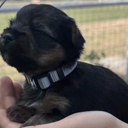 Romeo-Gray Collar - Black and tan male Yorkshire Terrier puppy in Lampasas, Texas from Lone Star Yorkies Texas