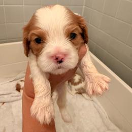 Teddy - Blenheim male Cavalier King Charles Spaniel puppy in North Carolina from Waggin Tails