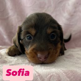 Dachshund Puppies from M & M Breeding