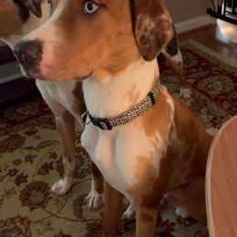 Catahoula Leopard Dog Puppies from Bons Temps Catahoulas
