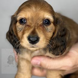 Heath - Red male Dachshund puppy in Goodyear, Arizona from D&C Royal Dachshunds LLC