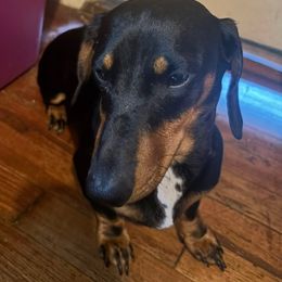 Roscoe - Dachshund