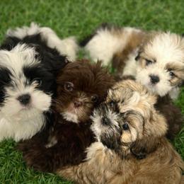 Shih Tzu Puppies from Amarilys ShihTzus & Poodles
