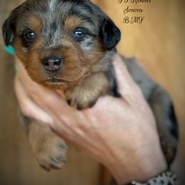 Sonora - Blue merle female Toy Australian Shepherd puppy in Virginia from P3 Kennel