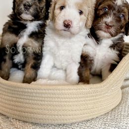 Bernedoodle Puppies from Sonoran Standard Doodles