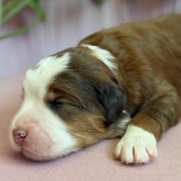 Lilly - Brown and white female Bernedoodle puppy in Toledo, Ohio from Avery Doodle Day LLC