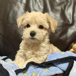 Kova - Champagne male Maltipoo puppy in Lancaster, South Carolina from 3 Bs Havanese-PUPPIES with  PURPOSE