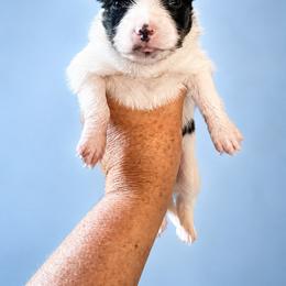 Girl 1 - Black brown and white female Papillon puppy in Sweetwater, Tennessee from HSF Papillons
