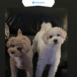 Assorted Doodle Crosses, Bernedoodle, Cockapoo, Labradoodle, and Sheepadoodle Puppies from Greenview Puppies