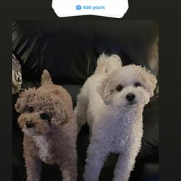 Assorted Doodle Crosses, Bernedoodle, Cockapoo, Labradoodle, and Sheepadoodle Puppies from Greenview Puppies
