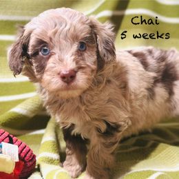 Chai - Red merle male Aussiedoodle puppy in Mulino, Oregon from Korbella Farm
