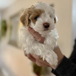 Arlo - Red male Havanese puppy in Wappapello, Missouri from Titanium Havanese LLC