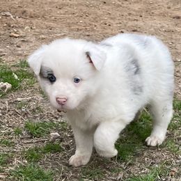 Girl 6 - Blue merle Australian Shepherd puppy in Blum, Texas from 4P Poteet Farms