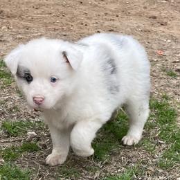 Girl 6 - Blue merle Australian Shepherd puppy in Blum, Texas from 4P Poteet Farms