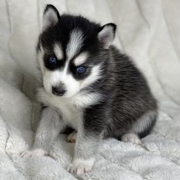 Pomsky Puppies from Brent Bauer