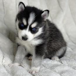Pomsky Puppies from Brent Bauer
