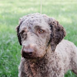 Silvie - Brown roan female Lagotto Romagnolo puppy in Canton, Georgia from HeartSpot Lagotti