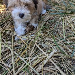 Havanese Puppies from Chaenzo