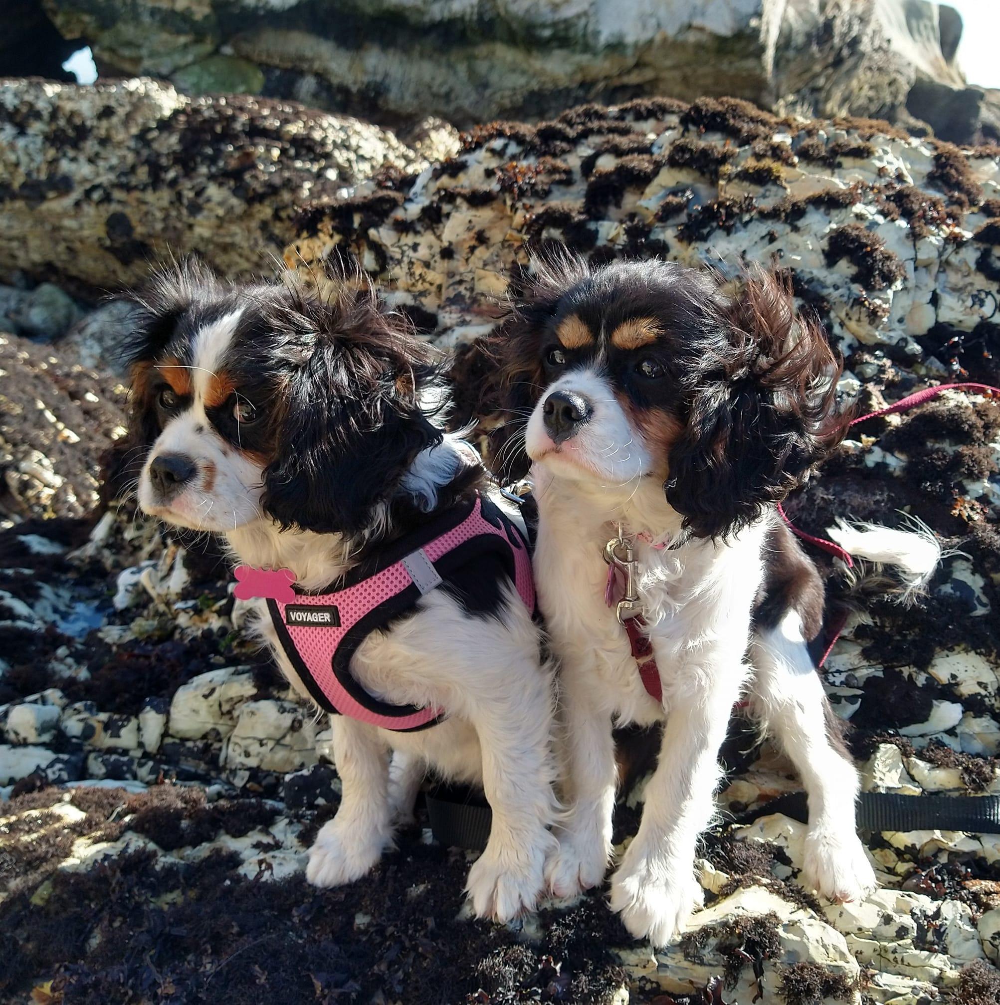 Dartmoor Kennels in California Cavalier King Charles Spaniel puppies