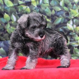 Miniature Schnauzer Puppies from Imperial Schnauzers