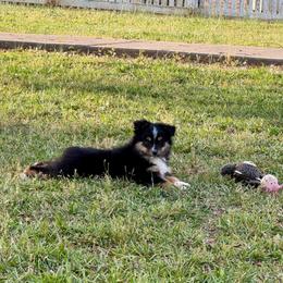 Blake - Black tri male Toy Australian Shepherd puppy in Troy, South Carolina from Stockman Farms