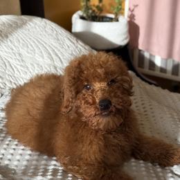 Dallas - Red  male Poodle puppy in Hollywood, Florida from Royal Goldendoodle