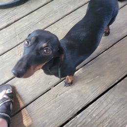 Roxy - Dachshund