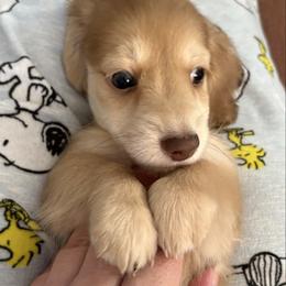 Chocolate - Chocolate male Dachshund puppy in Deland, Florida from Island Farms Dachshunds Florida