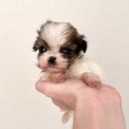 Harry - Tricolor male Shih Tzu puppy in Stroud, Oklahoma from Laik’s Little Shihtz & Poms