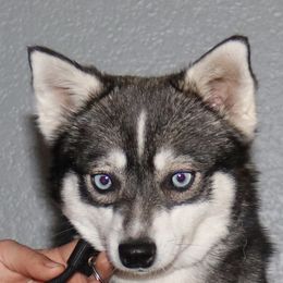 Cassie - Alaskan Klee Kai