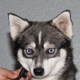 Cassie - Alaskan Klee Kai